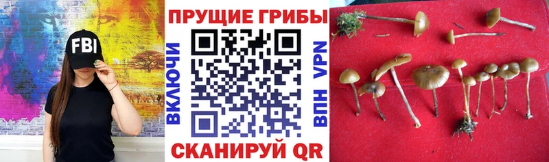 купить   Хабаровск  Псилоцибиновые грибы Psilocybine cubensis 